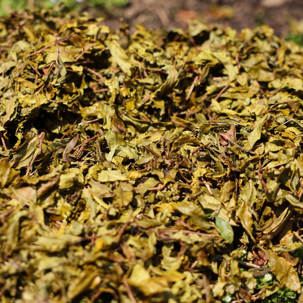 Sun dried Kamairi Summer Bancha P.free Sun dried Kamairi Summer Bancha P.free