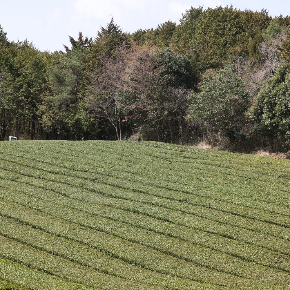 Kamairi séché au soleil Bancha d'été Sans.Pest