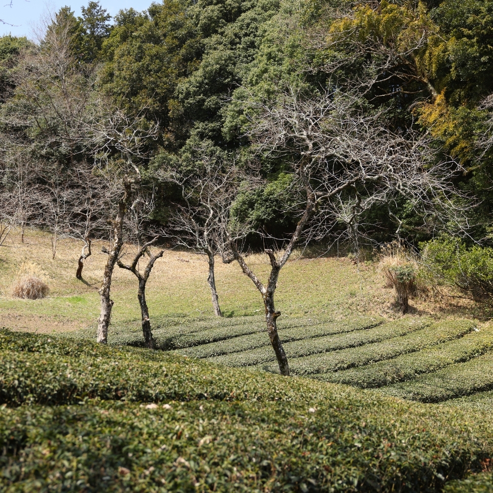 Sun dried Kamairi Strong Roast P.free