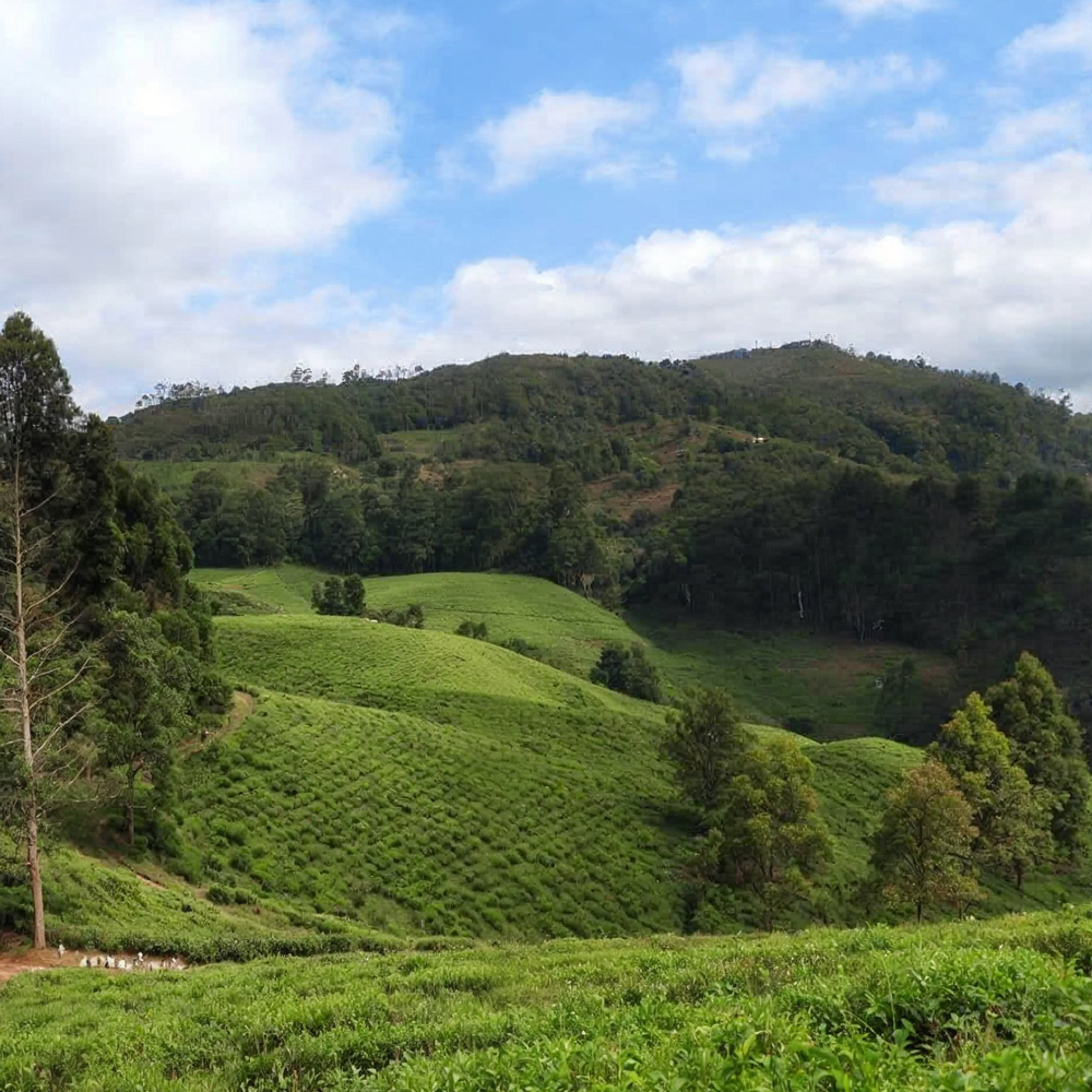 Tanzania Green Usambara Mts. P.Free