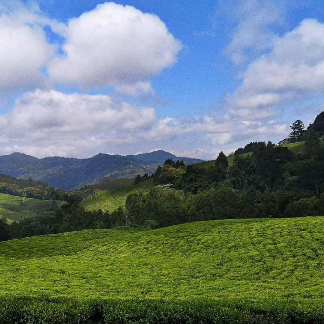 Tanzania Green Usambara Mtn. P.Free Tanzania Green Usambara Mtn. P.Free