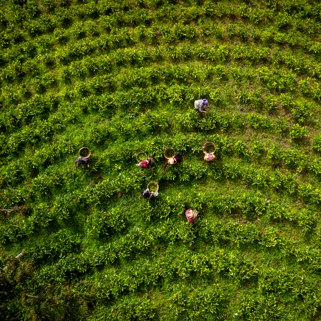 Tanzania Green Usambara Mts. P.Free Tanzania Green Usambara Mts. P.Free