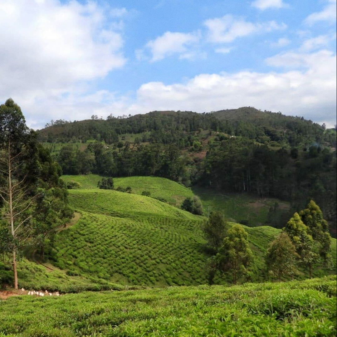 Tanzania Oolong Usambara Mts. P.Free Tanzania Oolong Usambara Mts. P.Free