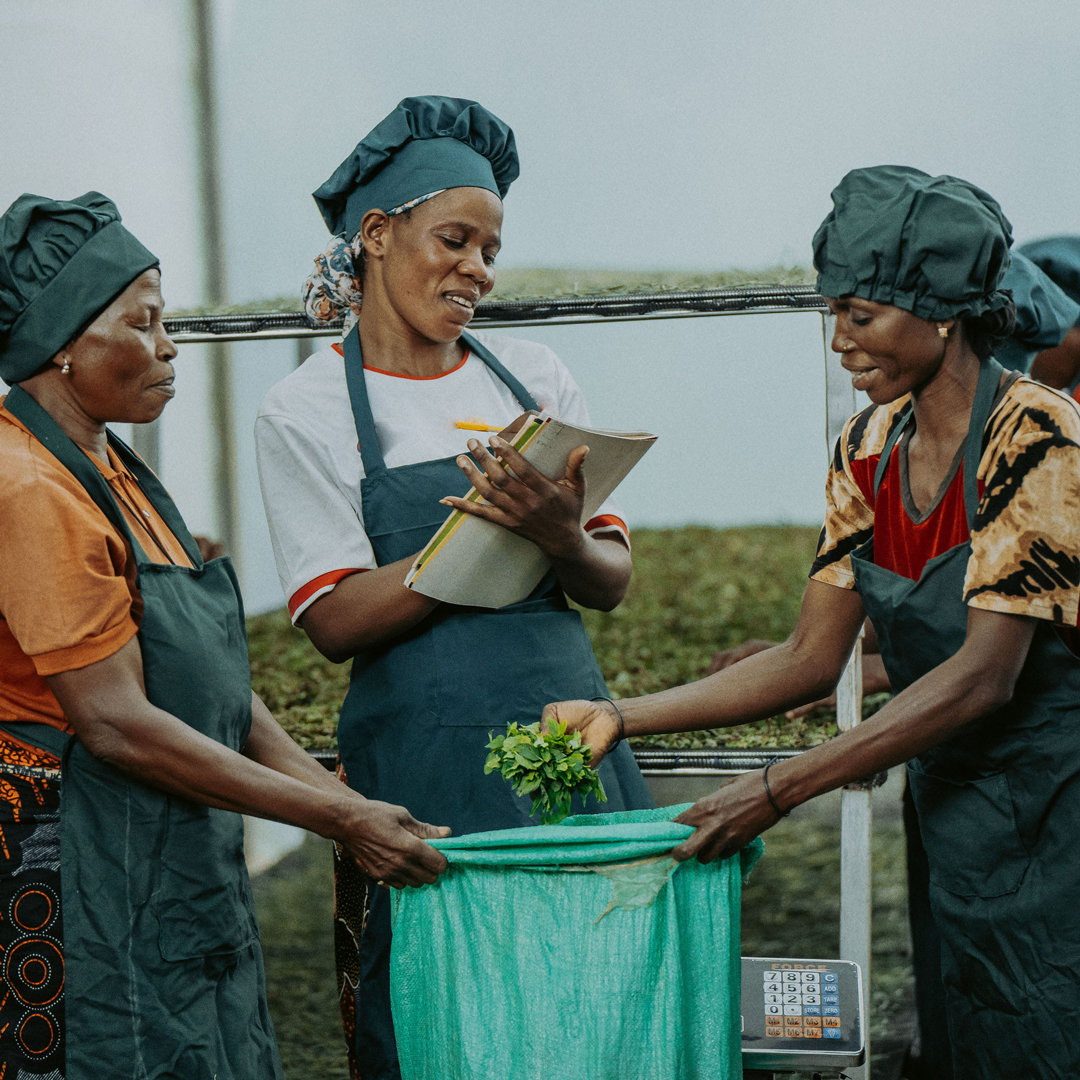 Oolong de Tanzanie mont Usambara Sans.Pest Oolong de Tanzanie mont Usambara Sans.Pest