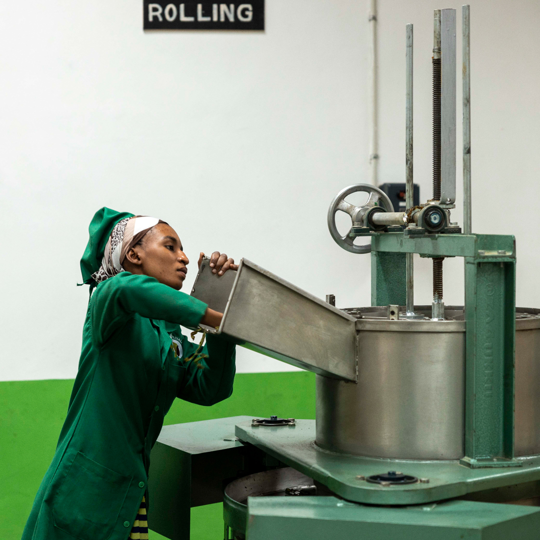 Oolong de Tanzanie mont Usambara Sans.Pest Oolong de Tanzanie mont Usambara Sans.Pest