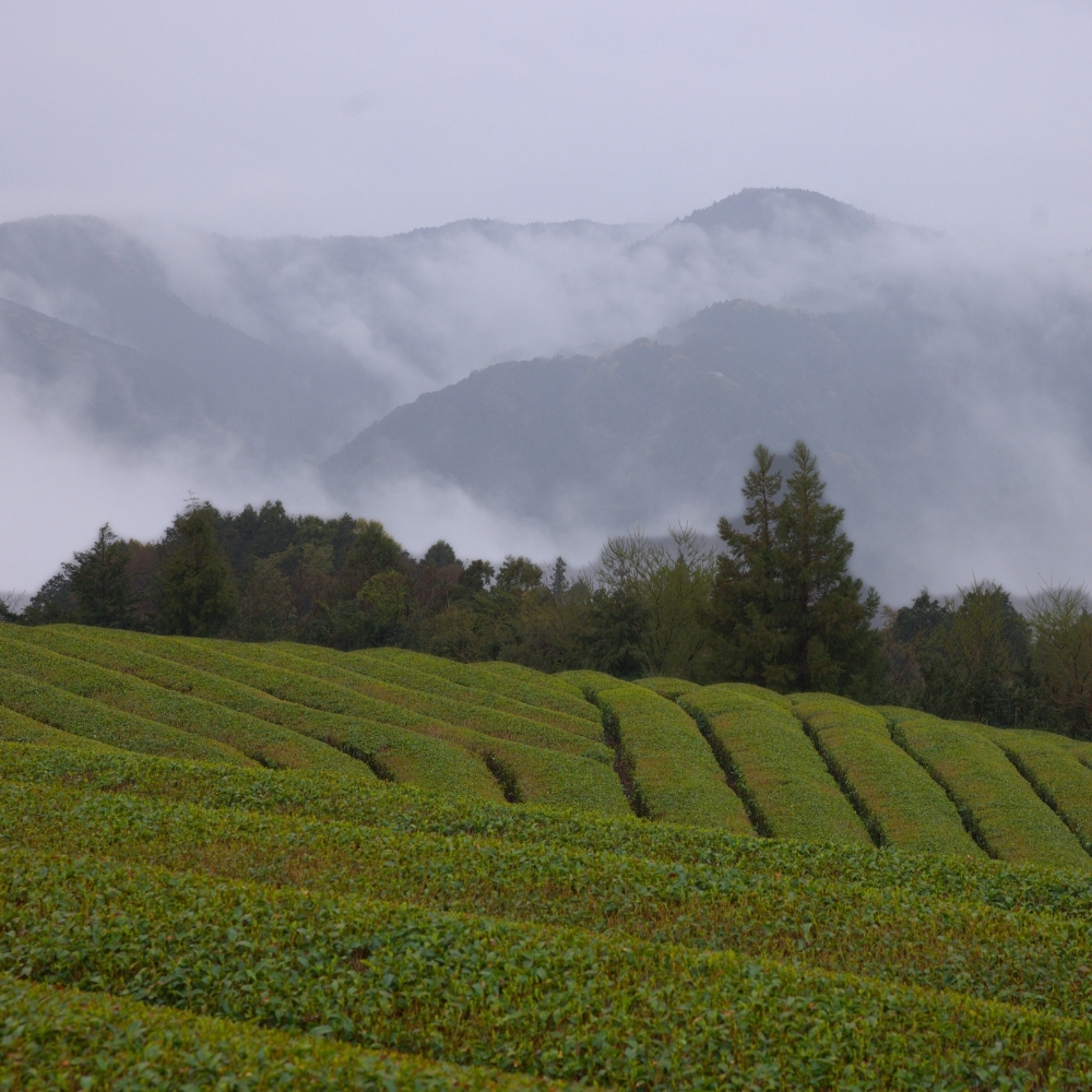 Gyokuro Karigane Asahina Organic