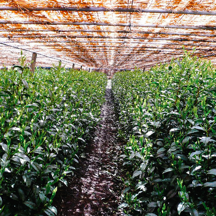 Gyokuro Okabe Asahina Organic