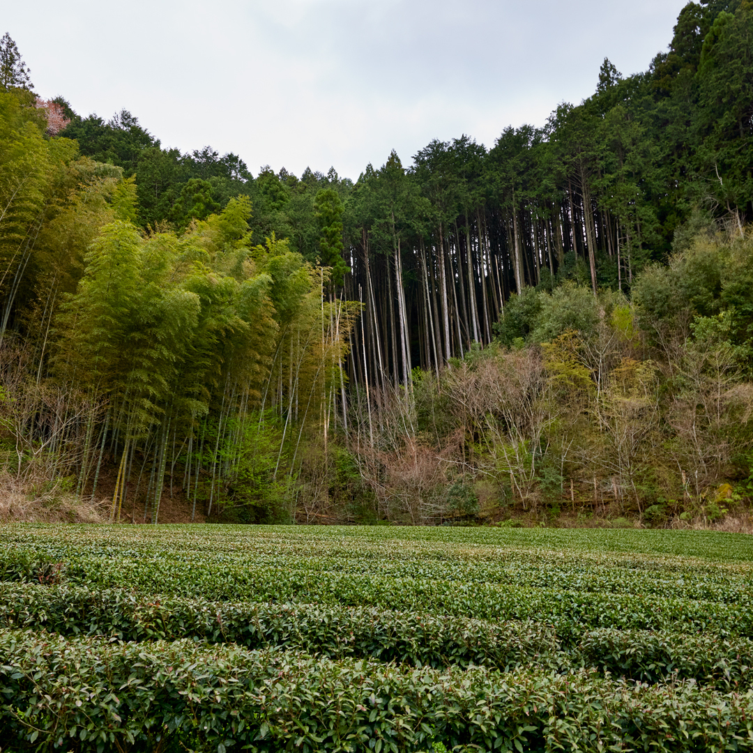 Gyokuro Honyama Yabukita