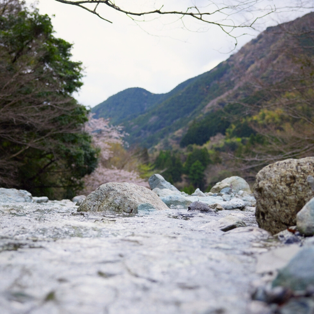 Sencha Ohira Omune Bio