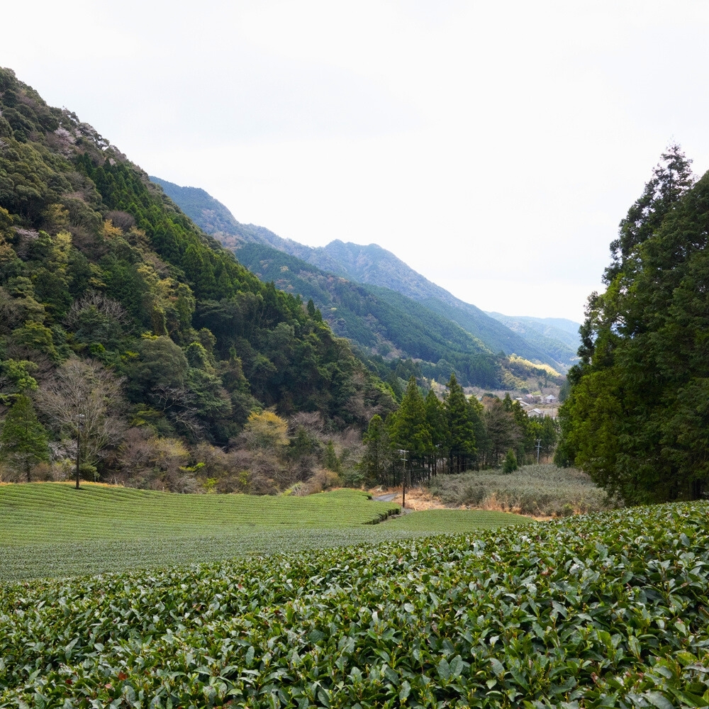 Sencha Ohira Omune Organic