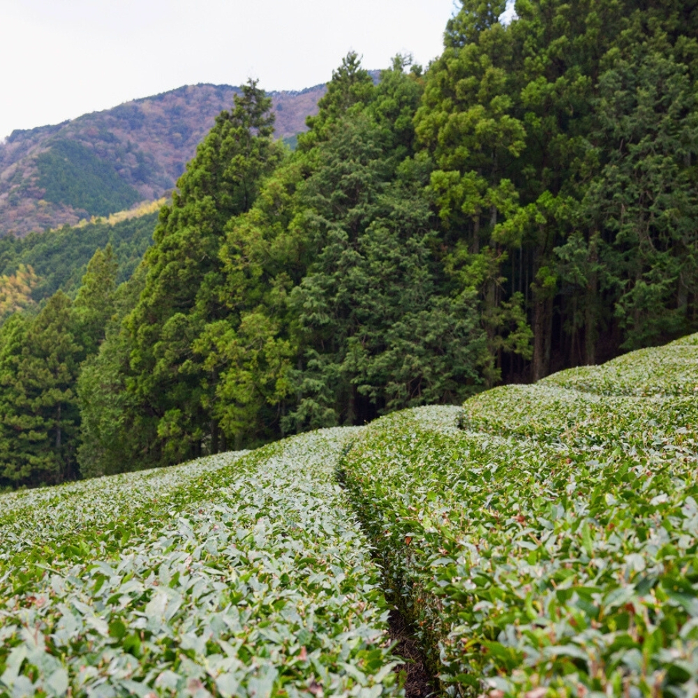 Sencha Ohira Omune Organic