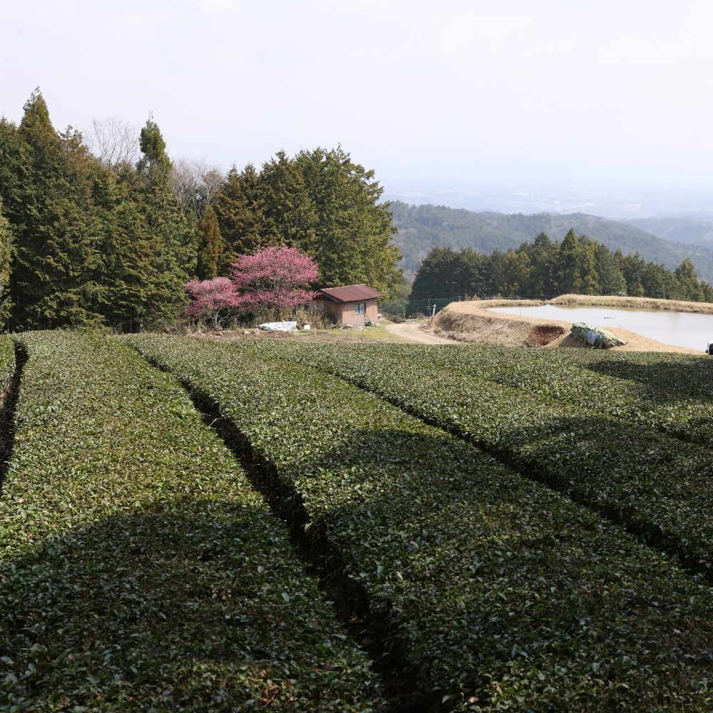  Oolong Yamazoe Goko Sans.Pest