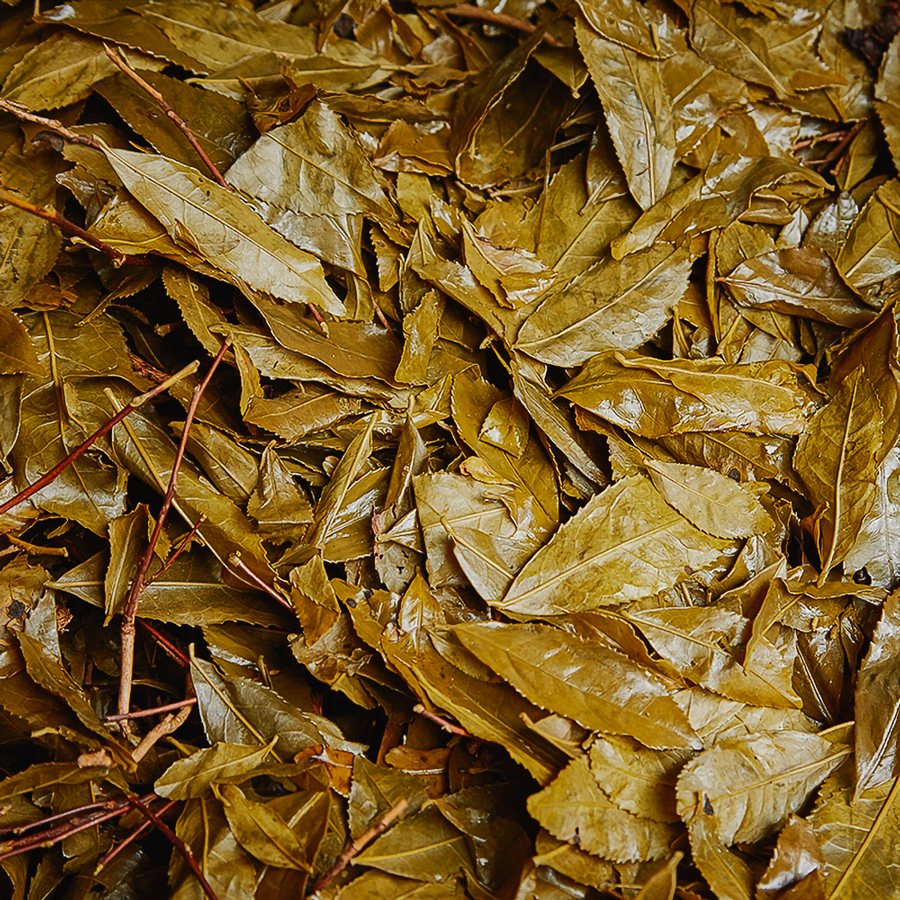 Goishicha 2023 Sans.Pest