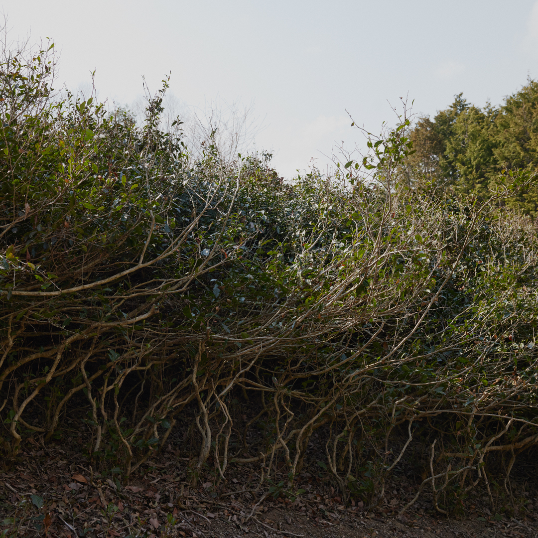 Sannenbancha Koba Yamato Pest.Free