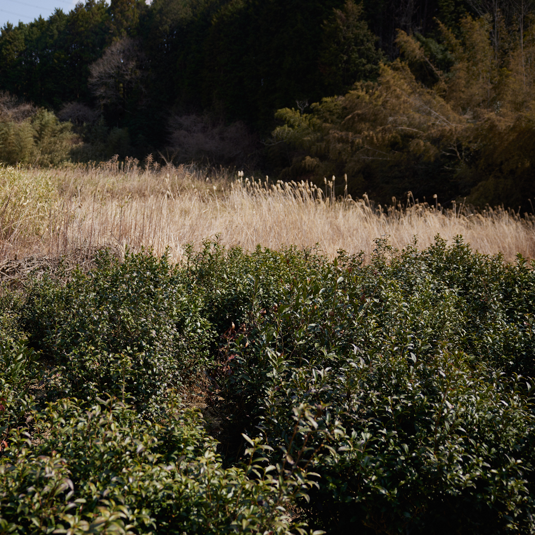 Sannenbancha Koba Yamato P.Free