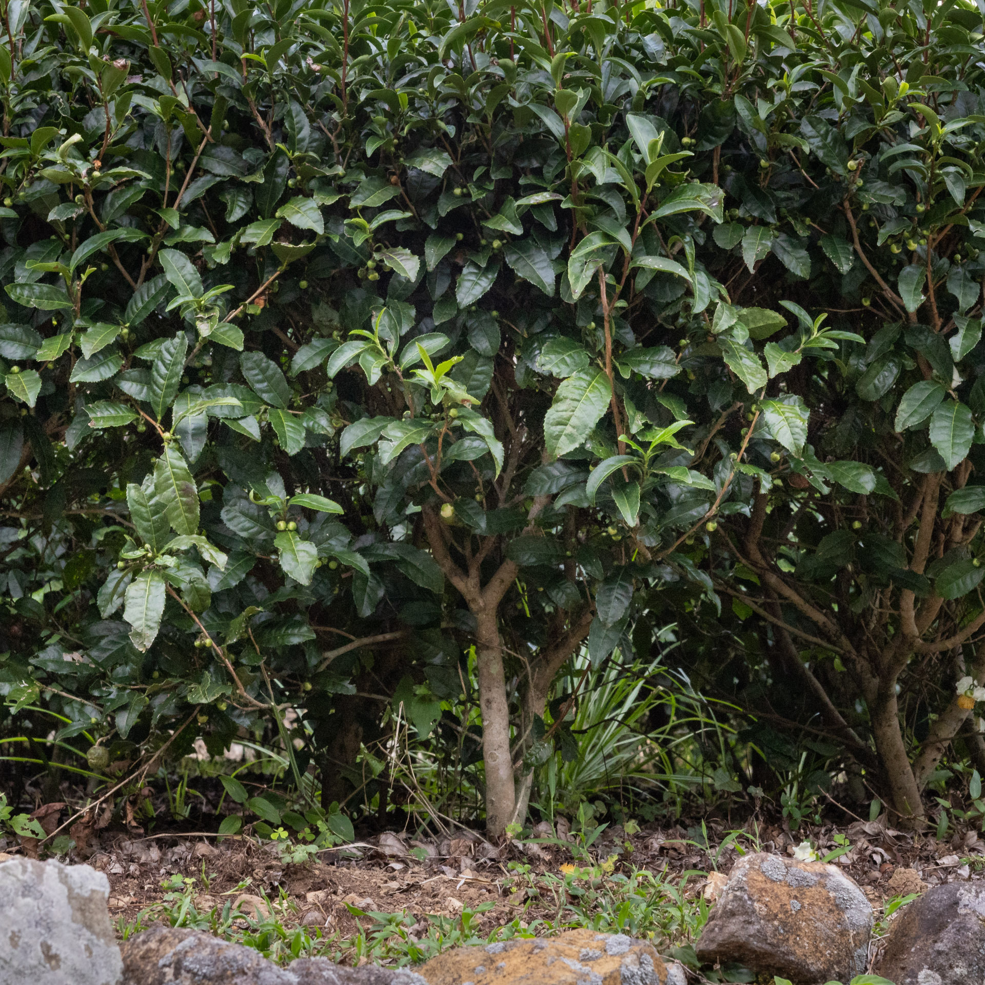 Haru Bancha Yamato P.Free