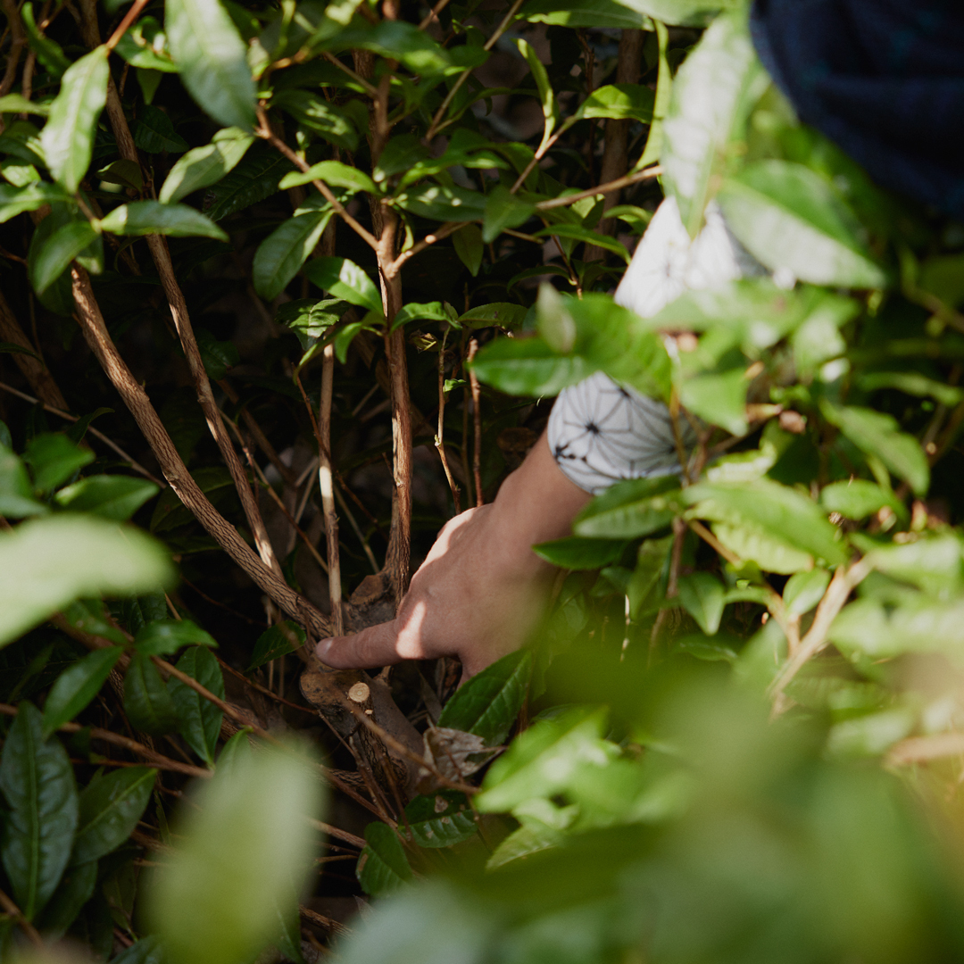 Hojicha Yamato Sans.Pest