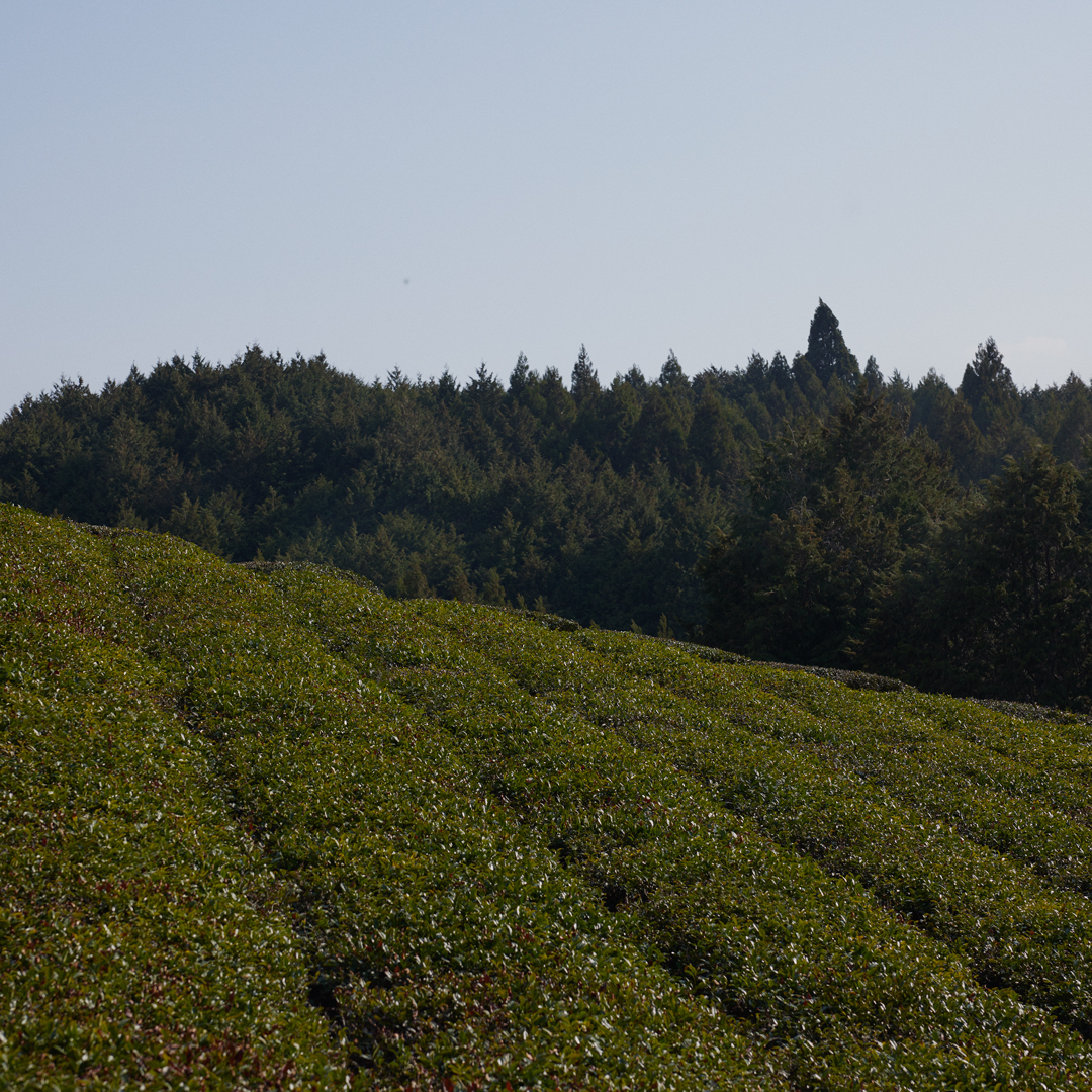 Sencha Yamato Tea Flower P.Free