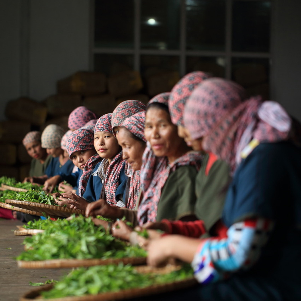 Spring Flush Juneli Pest.Free