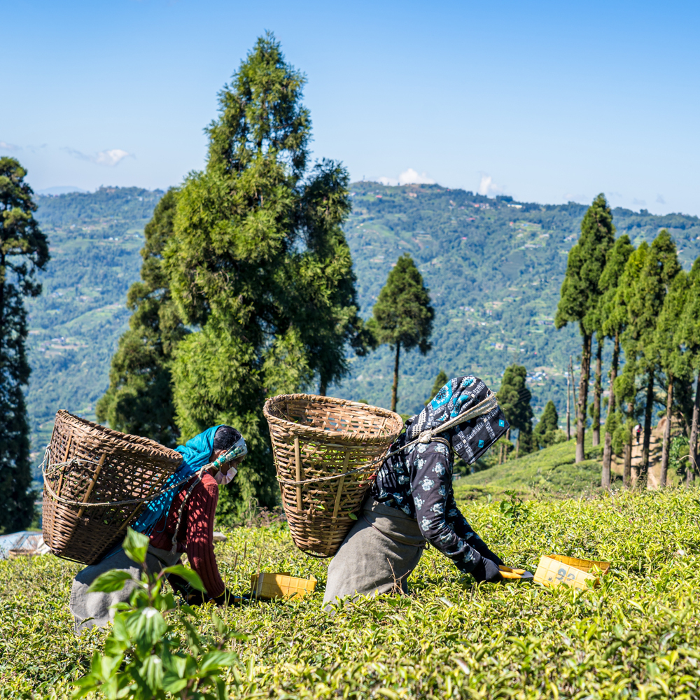 Spring Flush Juneli Pest.Free