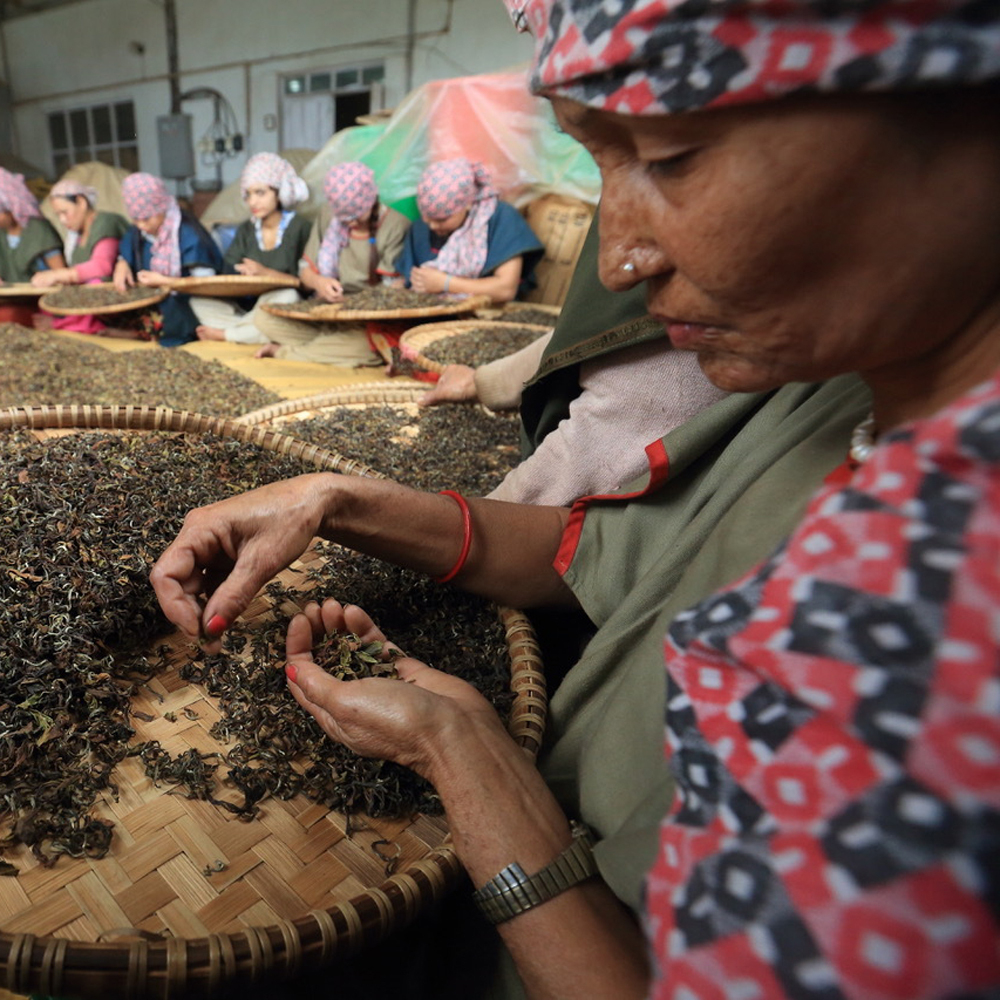 Spring Flush Juneli Pest.Free