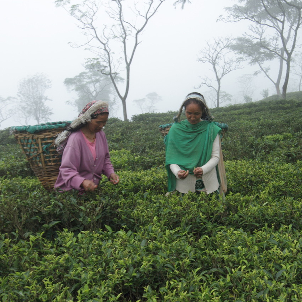 Spring Flush Juneli Sans.Pest