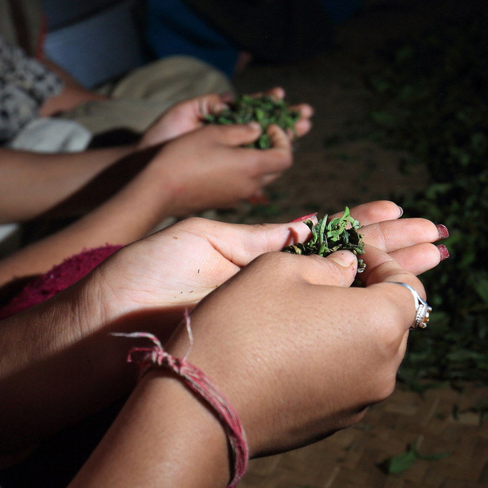 Spring Flush Juneli Sans.Pest