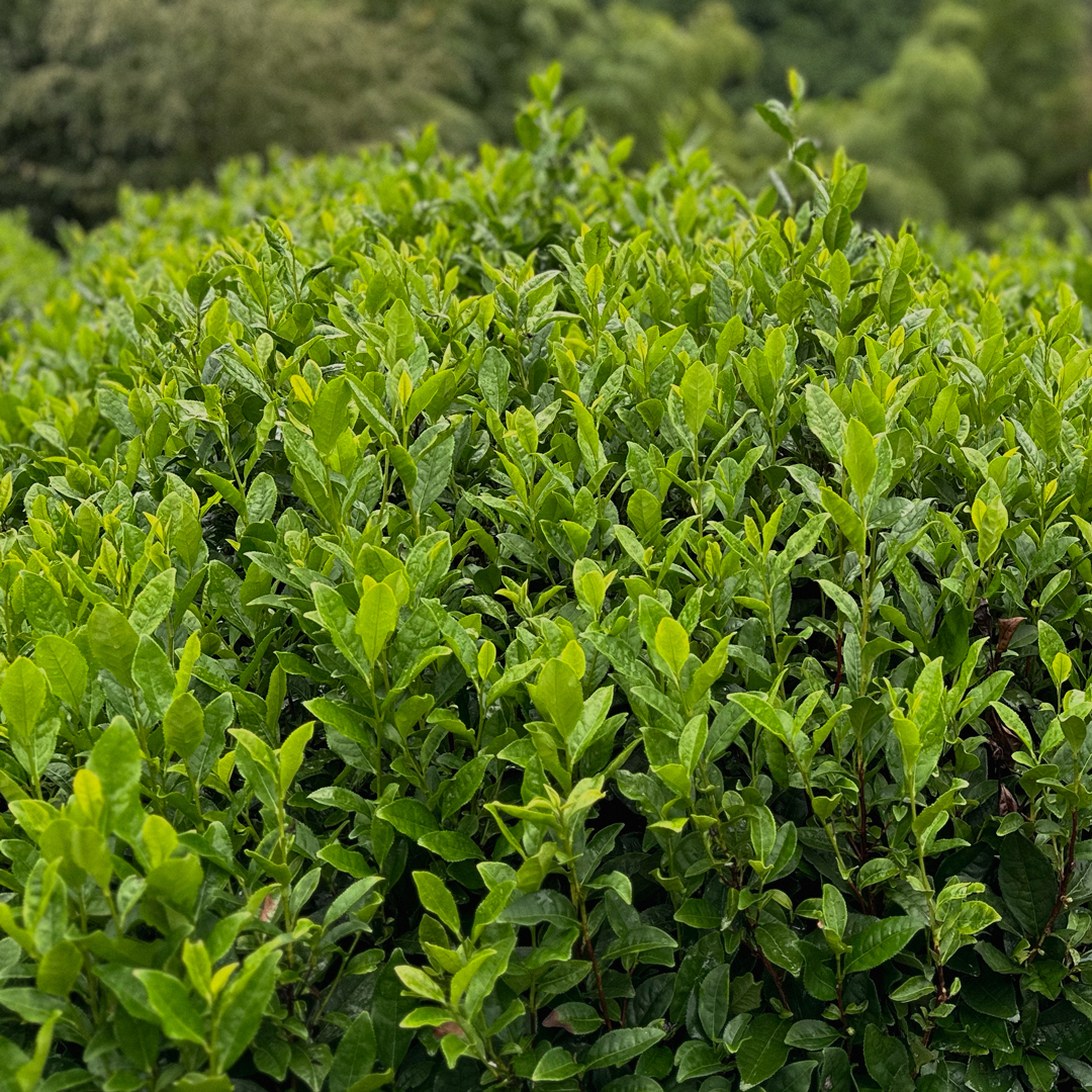 GC1® Matcha Premium Power