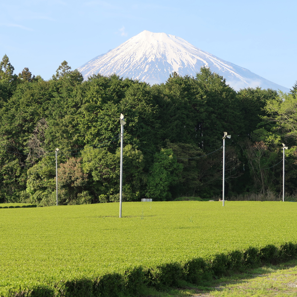 GABA Tea 130 Fuji Premium Organic