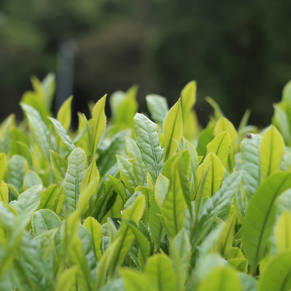 GABA Tea 130 Fuji Premium Organic