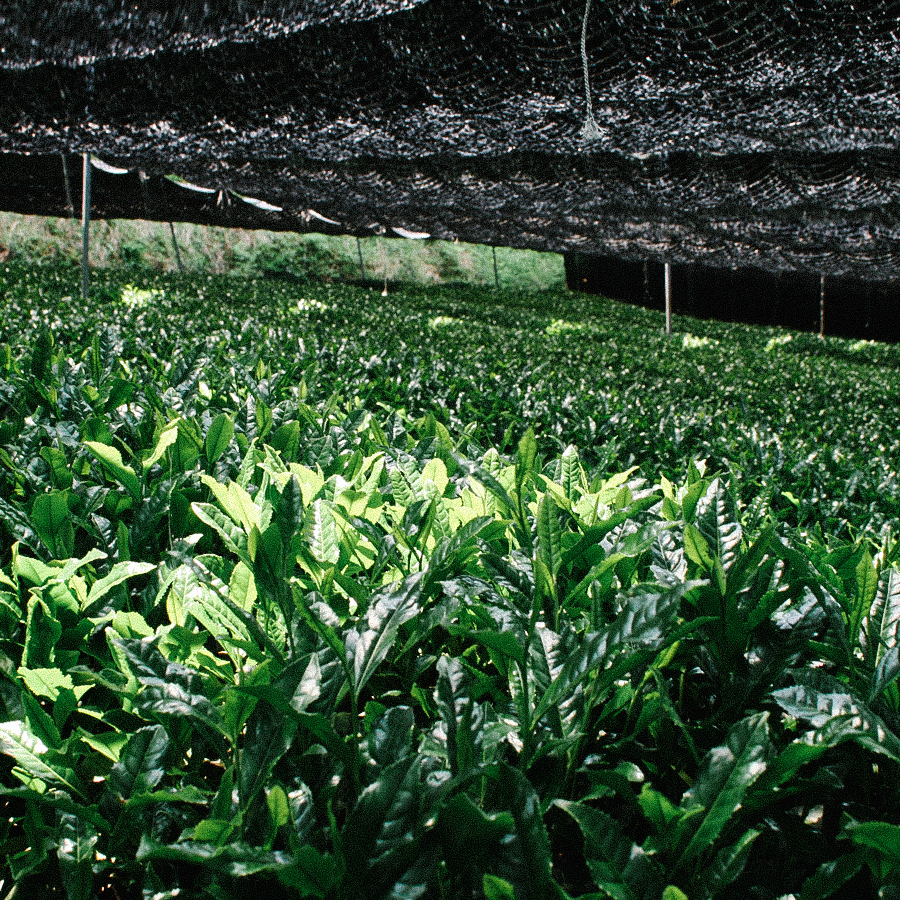 Gyokuro Asahina Organic