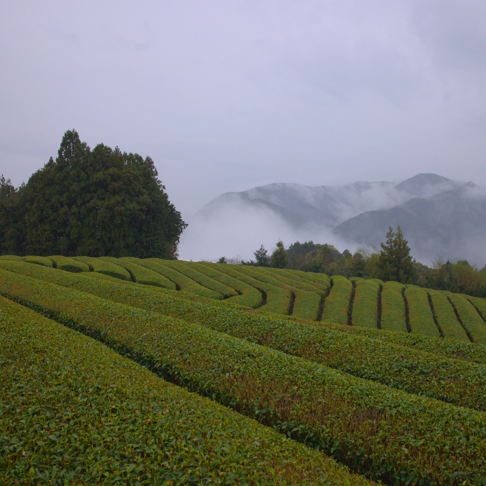 Gyokuro Asahina Organic