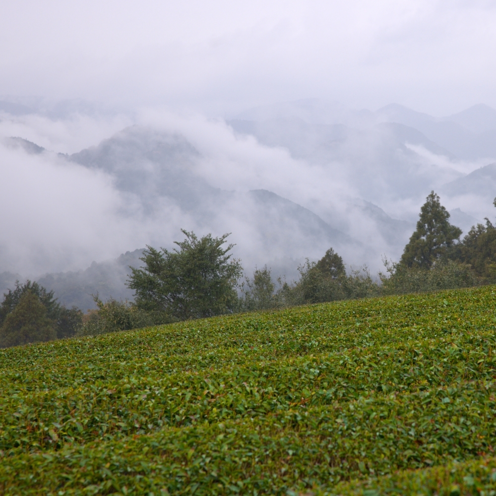 Gyokuro Asahina Organic