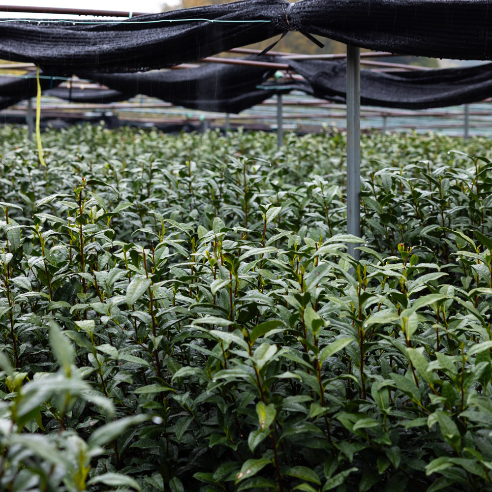 Hon Gyokuro Asahina Seiryū