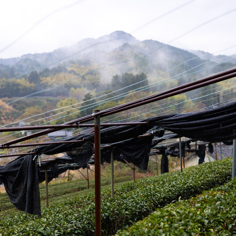 Hon Gyokuro Asahina Suzaku