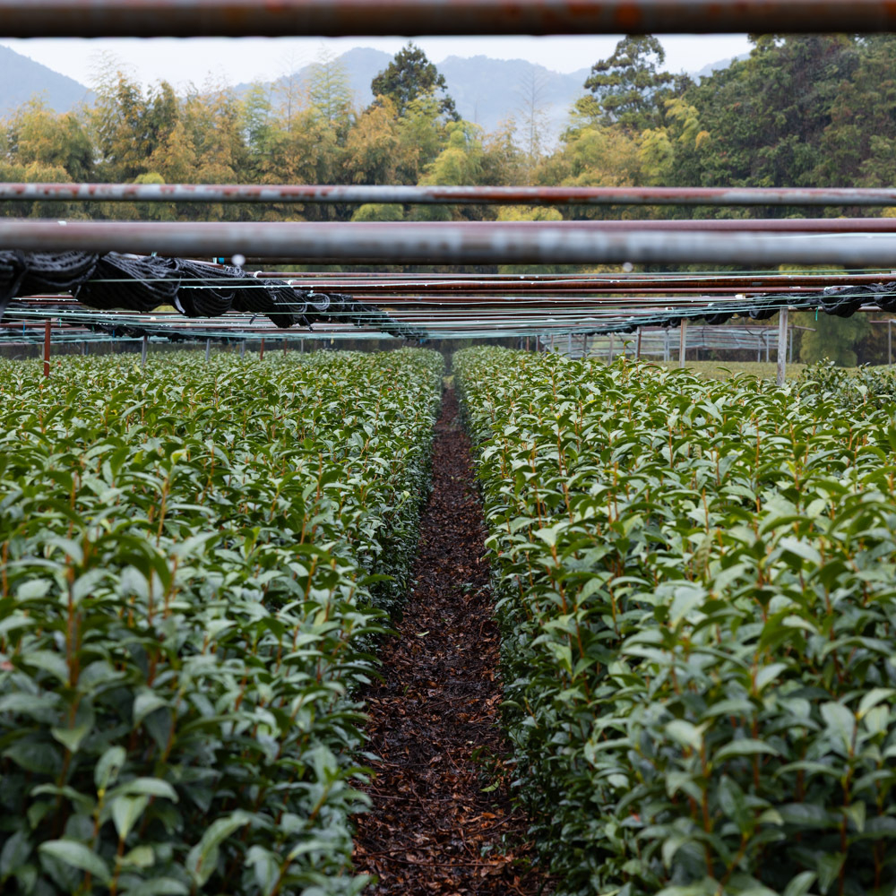 Hon Gyokuro Asahina Suzaku