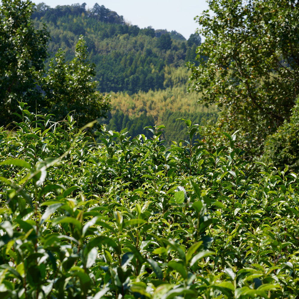 Sencha Yame Hōgetsu P. Free Sencha Yame Hōgetsu P. Free