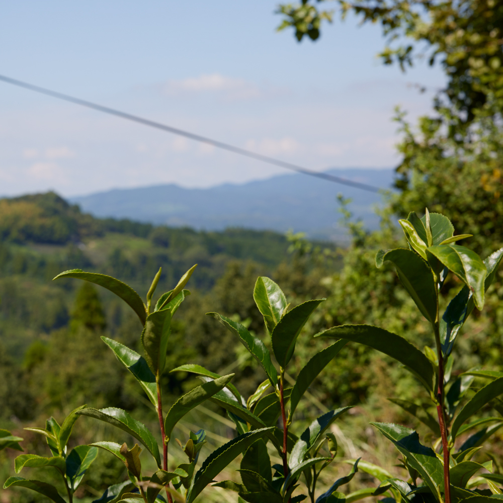 Sencha Yame Hōgetsu P. Free 