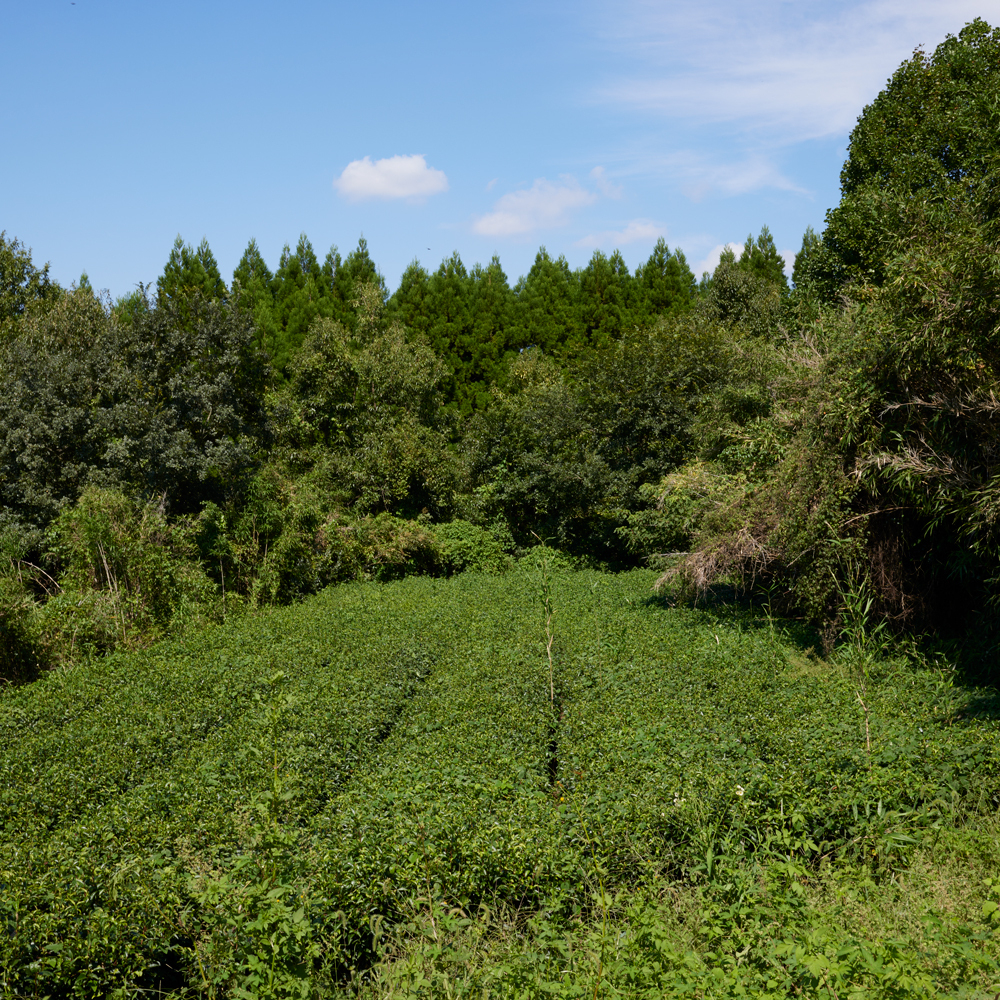Sencha Yame Hōgetsu Sans.Pest