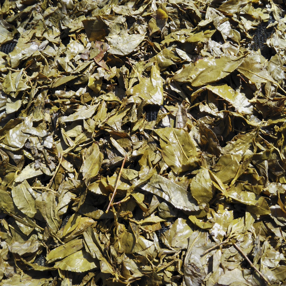 Kamikatsu Awabancha Kamikatsu Awabancha