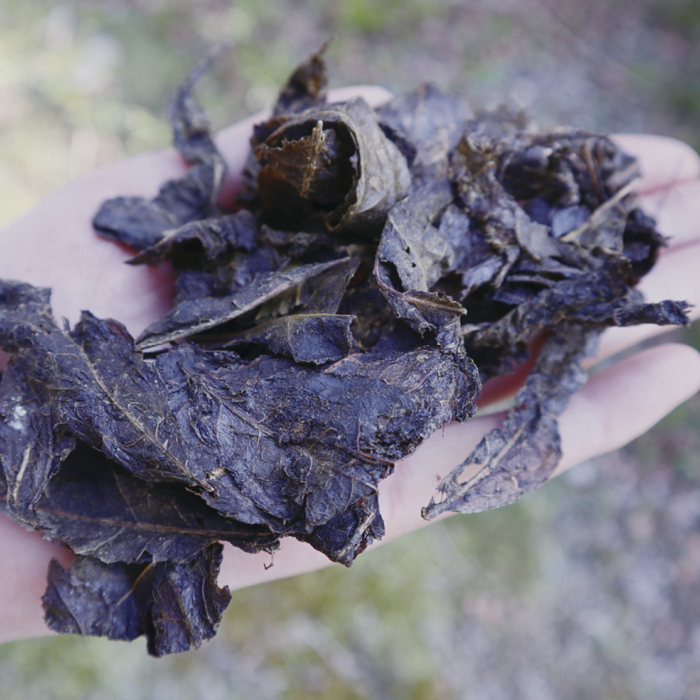 Ishizuchi Kurocha Ishizuchi Kurocha