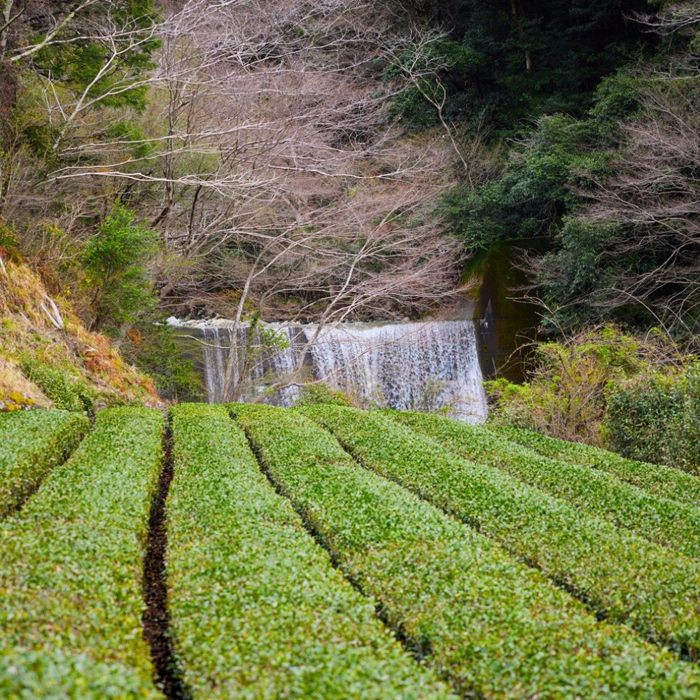 Poudre de Genmaicha Ohira Bio