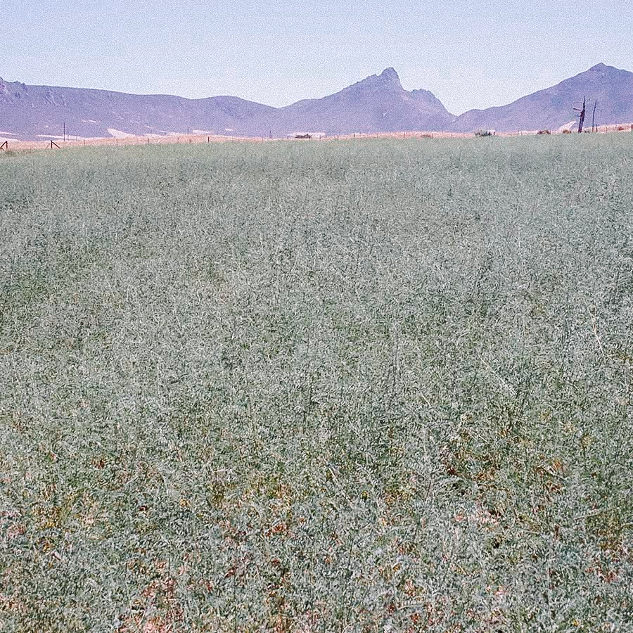 CANCER BUSH 100 % sans pesticides