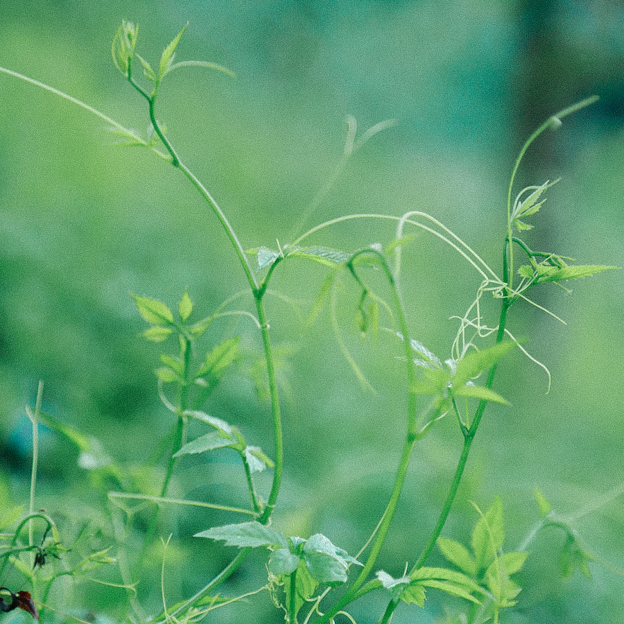 CANCER BUSH 100 % sans pesticides