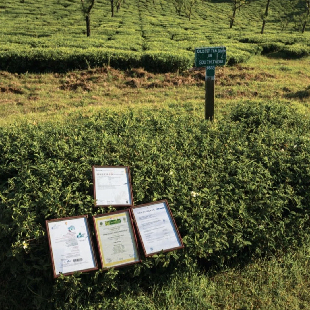 Organic Nilgiri Black Winter Flush 