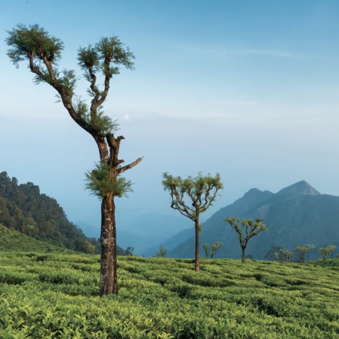 Nilgiri Noir Winter Flush Bio