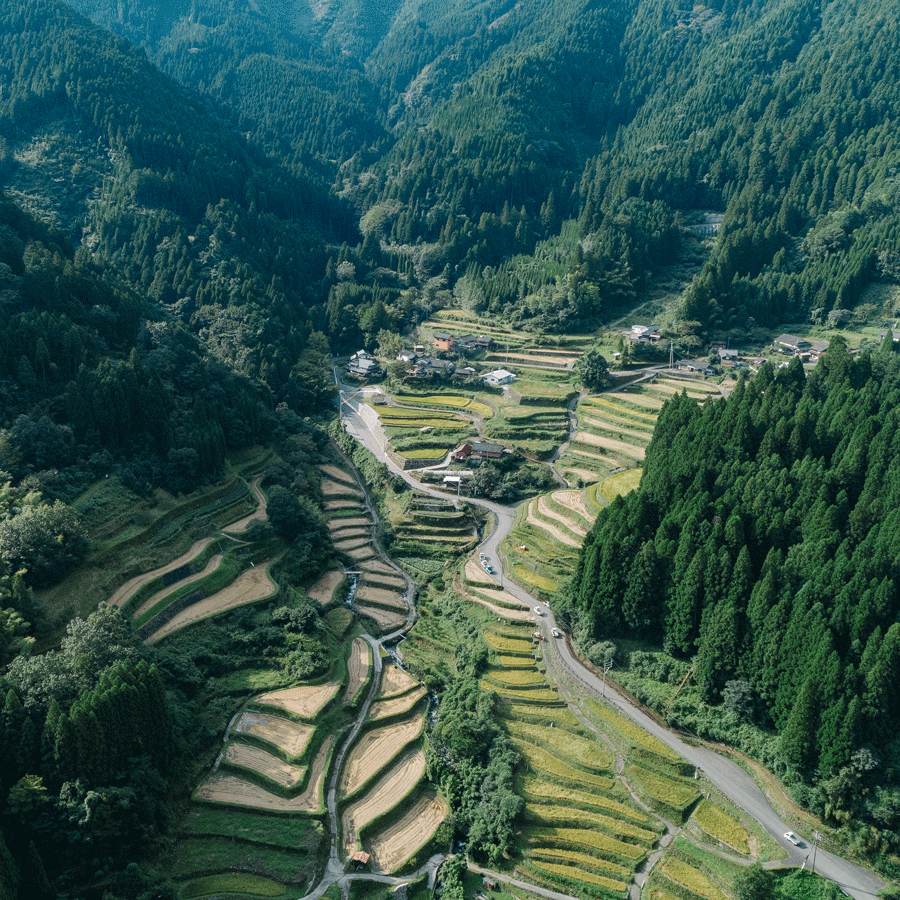 Organic Fukamushi Sencha Tsuyuhikari
