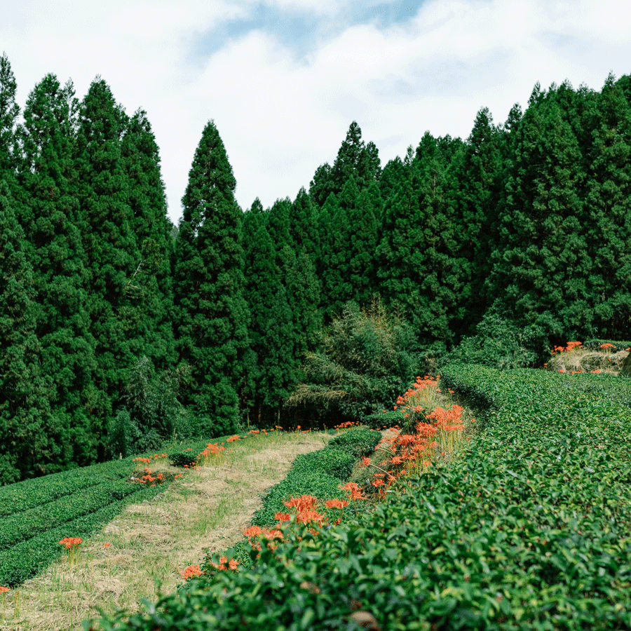 Organic Fukamushi Sencha Tsuyuhikari