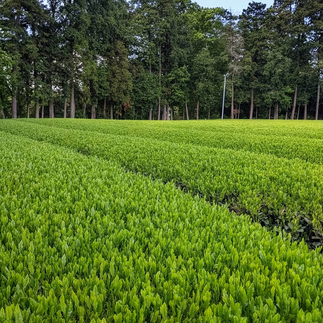 Wakocha Sashima Fukumidori Pest.free