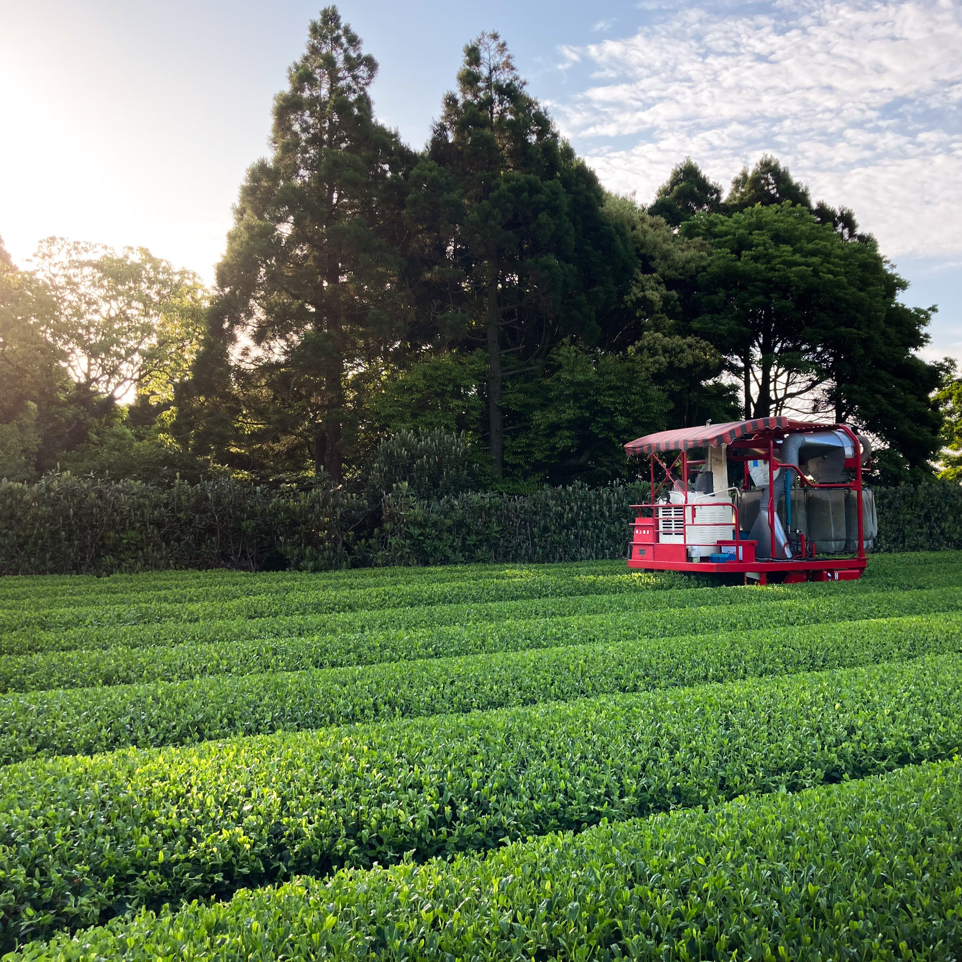 Gyokuro Tanegashima Asanoka Bio Gyokuro Tanegashima Asanoka Bio
